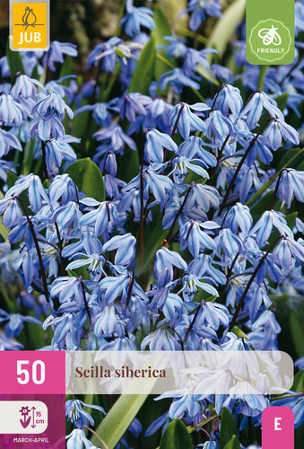 X 50 SCILLA SIBERICA 7/8