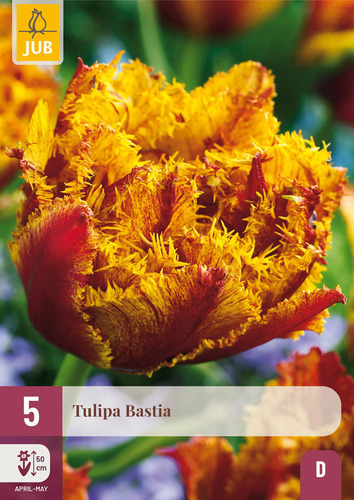 X   5 TULIPA BASTIA 12/+