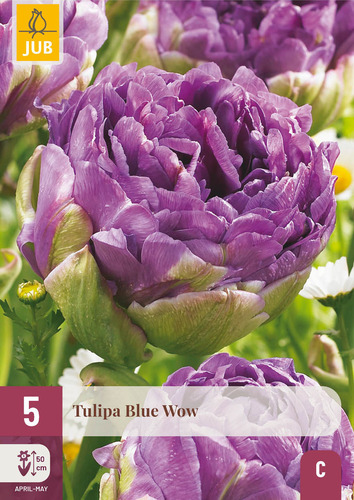 X   5 TULIPA BLUE WOW 12/+