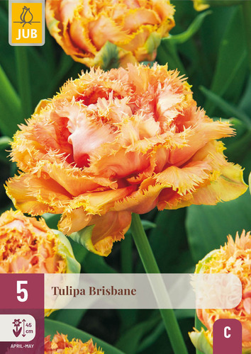 X   5 TULIPA BRISBANE 11/12