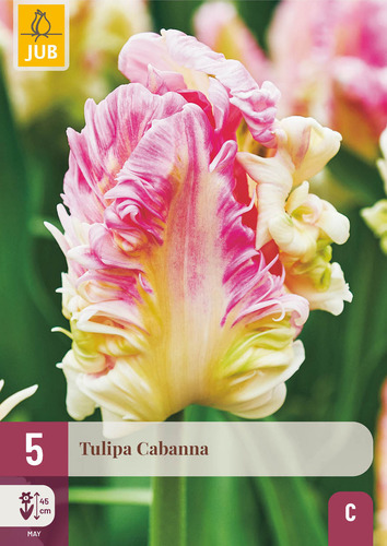 X   5 TULIPA CABANNA 12/+