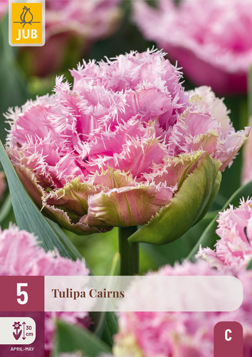 X   5 TULIPA CAIRNS 11/12