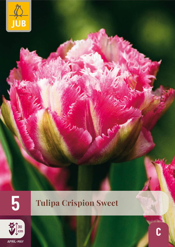 X   5 TULIPA CRISPION SWEET 12/+