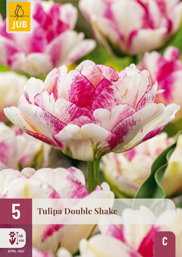 X   5 TULIPA DOUBLE SHAKE 11/12