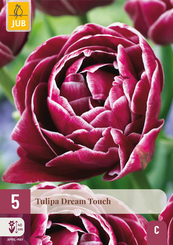X   5 TULIPA DREAM TOUCH 11/12