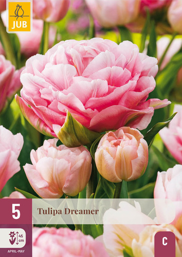 X   5 TULIPA DREAMER 11/12