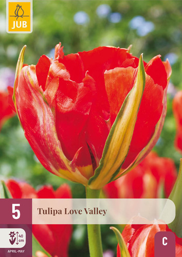 X   5 TULIPA LOVE VALLEY 11/12