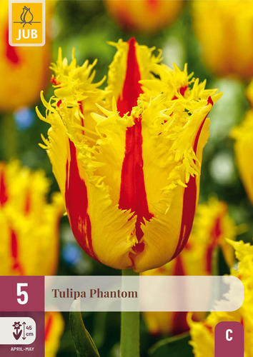 X   5 TULIPA PHANTOM 12/+