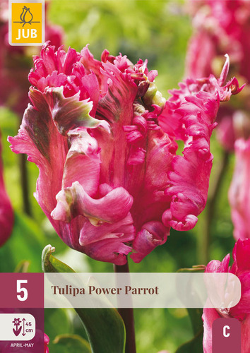 X   5 TULIPA POWER PARROT 11/12