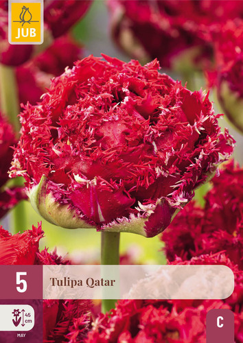X   5 TULIPA QATAR 12/+