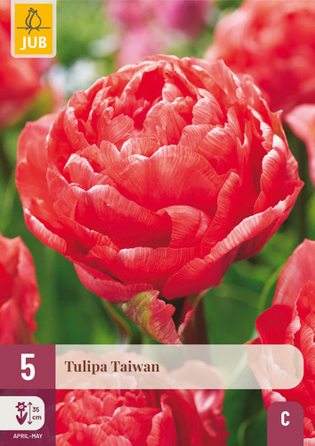 X   5 TULIPA TAIWAN 11/12