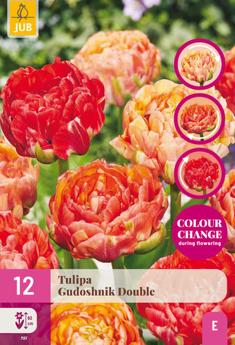 X 12 TULIPA GUDOSHNIK DOUBLE 11/12