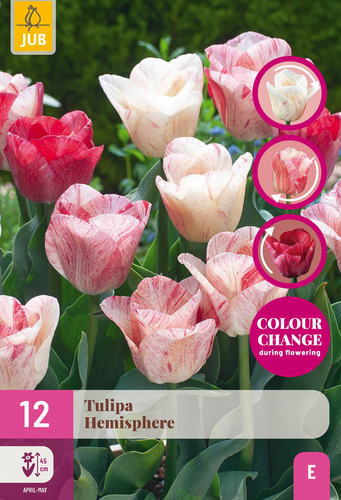 X 12 TULIPA HEMISPHERE 11/12
