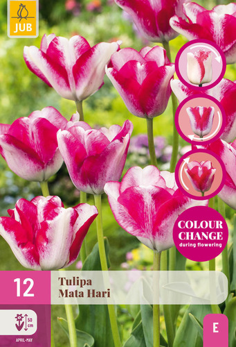 X 12 TULIPA MATA HARI 11/12