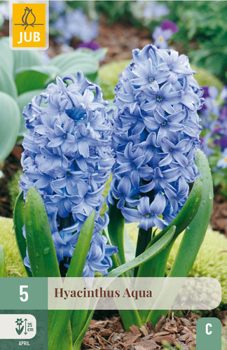 X   5 HYACINTHUS AQUA 15/16