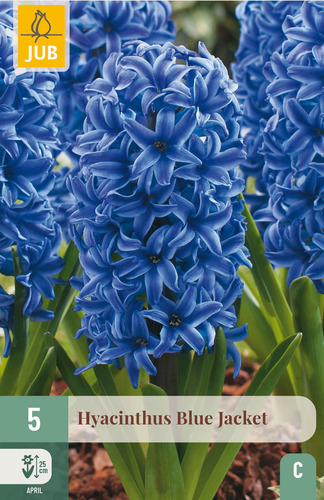 X   5 HYACINTHUS BLUE JACKET 15/16