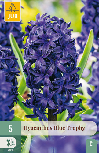 X   5 HYACINTHUS BLUE TROPHY 15/16