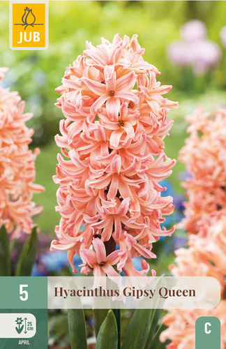 X   5 HYACINTHUS GIPSY QUEEN 15/16