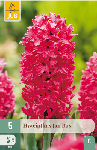 X   5 HYACINTHUS JAN BOS 15/16