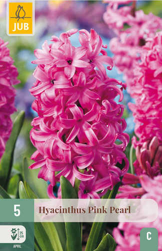 X   5 HYACINTHUS PINK PEARL 15/16