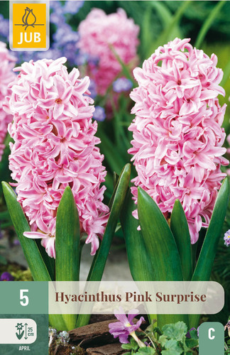 X   5 HYACINTHUS PINK SURPRISE 15/16