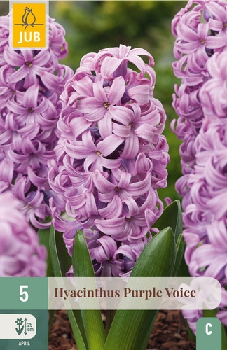 X   5 HYACINTHUS PURPLE VOICE 15/16