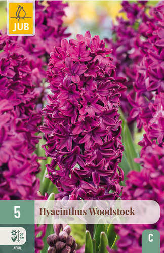 X   5 HYACINTHUS WOODSTOCK 15/16