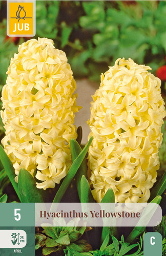 X   5 HYACINTHUS YELLOWSTONE 15/16
