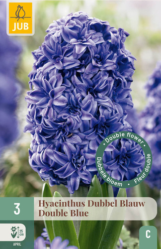 X   3 HYACINTHUS DUBBEL BLAUW 15/16