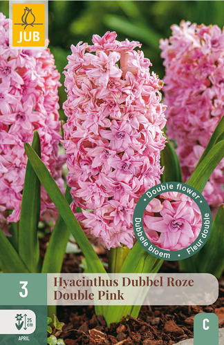 X   3 HYACINTHUS DUBBEL ROZE 15/16