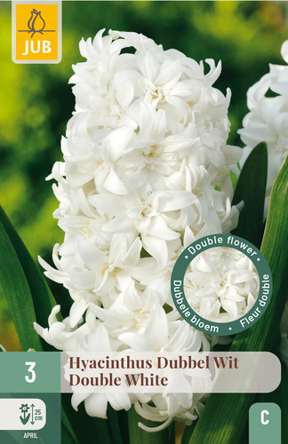 X   3 HYACINTHUS DUBBEL WIT 15/16