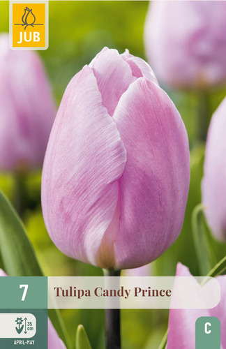 X   7 TULIPA CANDY PRINCE 11/12