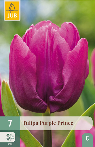 X   7 TULIPA PURPLE PRINCE 11/12
