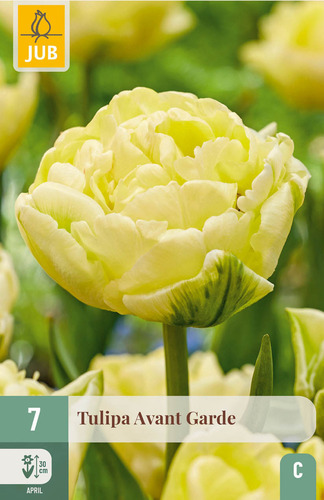 X   7 TULIPA AVANT GARDE 11/12