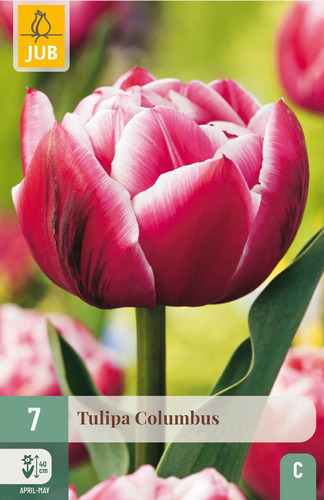X   7 TULIPA COLUMBUS 11/12