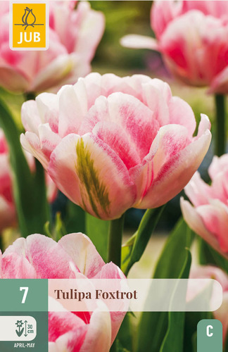 X   7 TULIPA FOXTROT 11/12