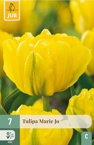 X   7 TULIPA MARIE JO  11/12