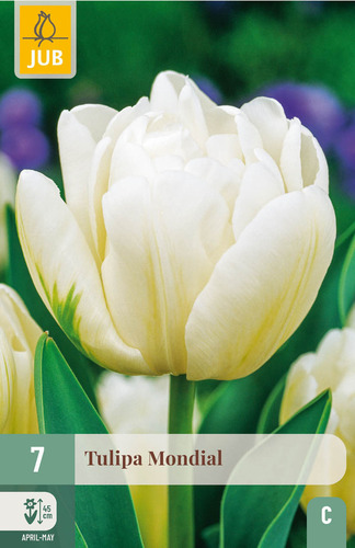 X   7 TULIPA MONDIAL 11/12