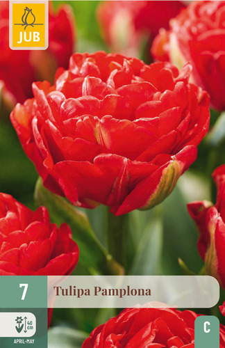 X   7 TULIPA PAMPLONA 11/12