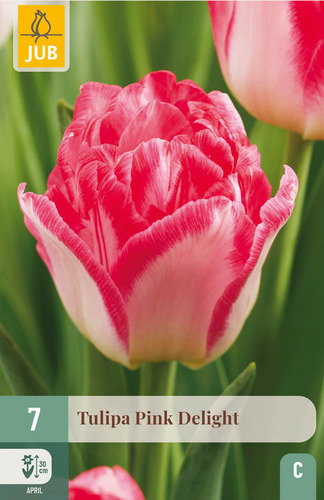 X   7 TULIPA PINK DELIGHT 11/12
