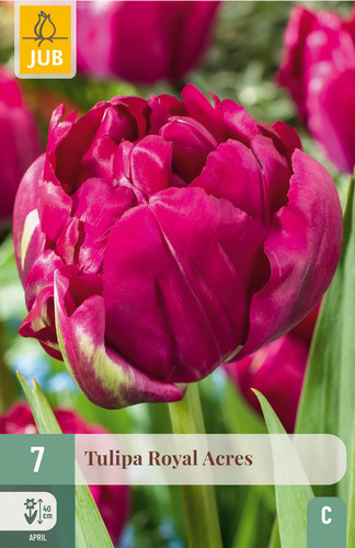 X   7 TULIPA ROYAL ACRES 11/12