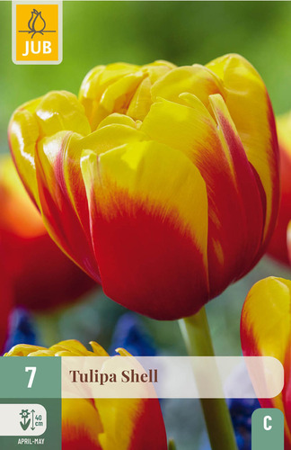 X   7 TULIPA SHELL 11/12