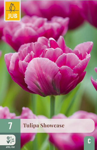 X   7 TULIPA SHOWCASE 11/12