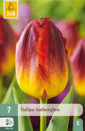 X   7 TULIPA AMBERGLOW 11/12
