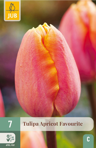 X   7 TULIPA APRICOT FAVOURITE 11/12