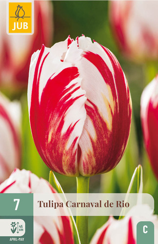 X   7 TULIPA CARNAVAL DE RIO 11/12