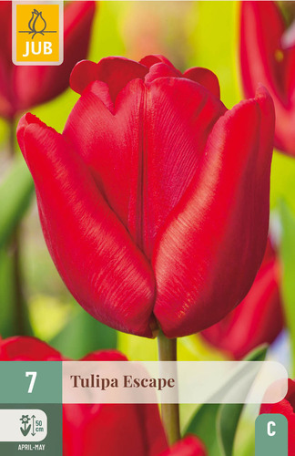 X   7 TULIPA ESCAPE 11/12