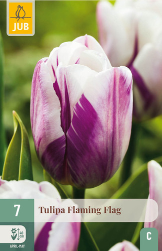 X   7 TULIPA FLAMING FLAG 11/12