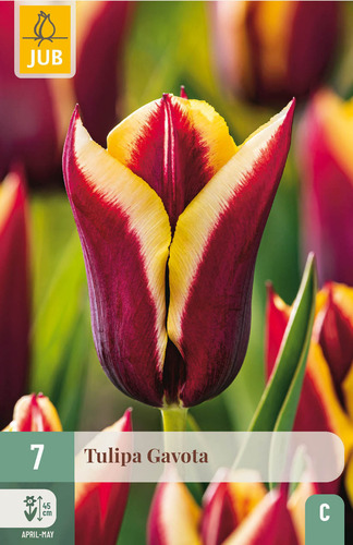 X   7 TULIPA GAVOTA 11/12