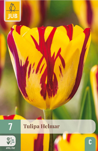 X   7 TULIPA HELMAR 11/12